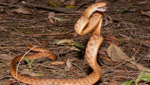 Snakes Don't Have Limbs, But They Can “Stand Up” – Now We Finally Know How