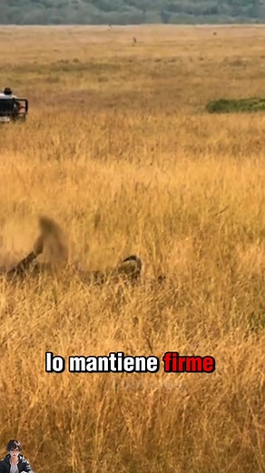 Un león atrapa a un ñu en un impresionante ataque. 🦁🌿 #Viral #FYP #Naturaleza #Animal | Zoorama