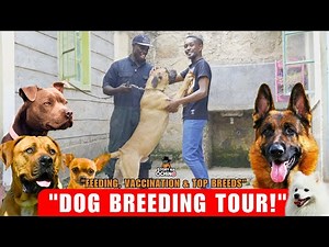 PART 2 Inside Tour of a Professional Dog Breeding Kennel, Feeding, Vaccination & Top Dog Breeds!