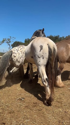 Playful Stallion Interaction - Lord Xalvador and Gypsy Cob Fun