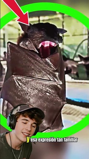 Incredible bat with a wolf's face and giant fang #animals #wildanimals #wildlife