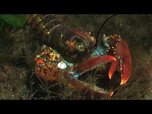 The American Lobster: A Culinary and Ecological Giant