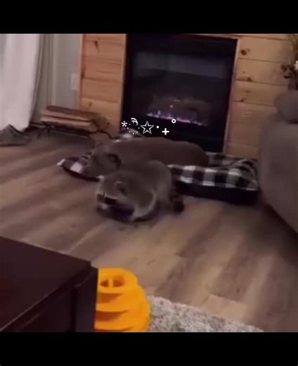 Adorable Raccoon Memes for Your Daily Dose of Cuteness