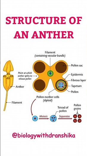 Structure of an Anther: Nature’s microspore factory! #educationalvideo #botanylovers #plantanatomy
