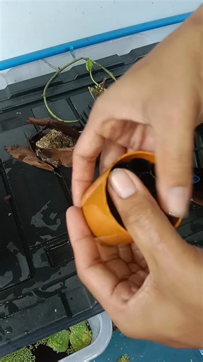 Want to grow more craylings and reduce losses? 🦞 Try this DIY crayling hide setup! Simple, cheap, and super effective 🔥 📍 Follow Mister Cray for more tips and crayfish farming ideas! #crayfishfarmingphilippines #diyideas #CrayfishSetup #viralpost2025 #business #farming | Mister Cray