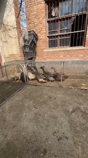 Beautiful Backyard Chicken Tunnel Run System🐔🦢🐓🦆