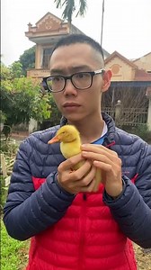If it were you, what would you choose? A chick or a duckling? #pants #chicken #chick #chicken #duck