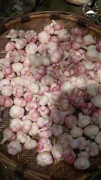 Harvesting Fresh Garlic & Preserving It