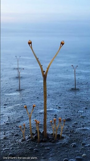 Before Forests: When Plants First Touched Land | Cooksonia