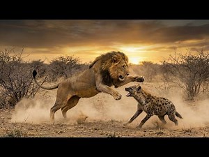 Asiatic Lion vs Hyena | Brutal Fight Over Buffalo Kill | Real Wildlife Battle