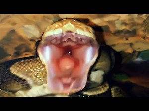 What Does a Snake Screaming Sound Like?