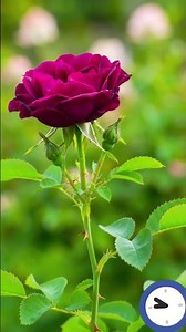 a beautifull rose timelapse #timelapse #nature #rose #relax #relaxingmusic #relaxingsounds