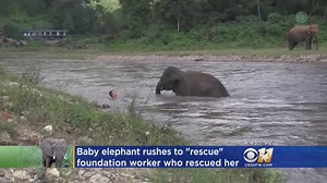 WATCH: A baby elephant thinks a man it knows is in trouble in the water. See what happens! | CBS News Texas