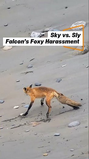 Part 42 | Hawk, Falcon Catches Its Prey #birdsofprey #falcon #hawk