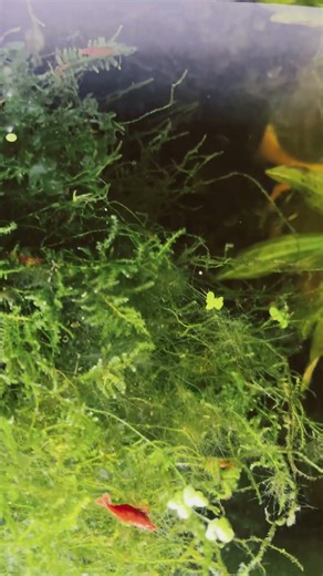 Java moss is beautiful, Christmas moss is trying to grow