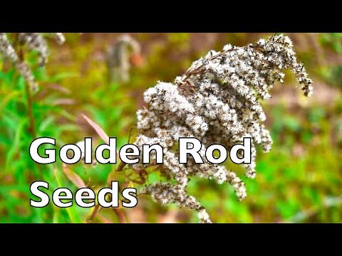 Goldenrod Seeds