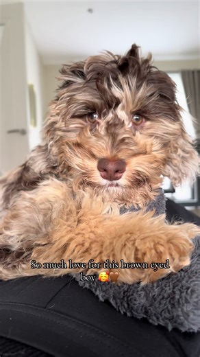 So much love for this brown-eyed boy 🤎🐶 Walter the cockapoo out here stealing hearts one cuddle at a time. If cute was a crime… he’d be guilty. 😌✨ #WalterTheCockapoo #BrownEyedBoy #SoMuchLove #CockapooLove #DogTok