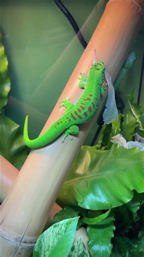 How geckos naturally shed their skin #reptiles #gecko #wildlife