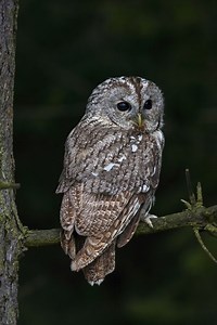 Biological Twist: How Owls Spin Heads Around
