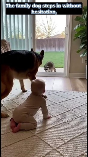 German Shepherd Protects Baby at Home. #shorts #DogProtectors #DogHero #BabySafety #ProtectiveDog