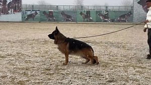 27K views · 1.1K reactions | 2025 CSV Spring Siegershow VA1 ​Kulijin von Dossel. | German Shepherd Dog in China | Facebook