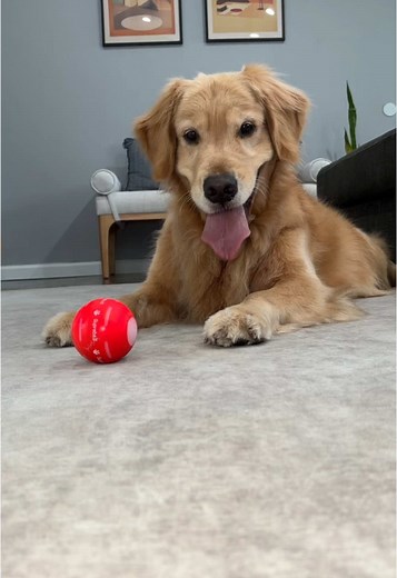 Obsessed is an understatement | interactive dog ball