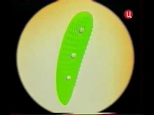 Реклама Colgate 360° 2006