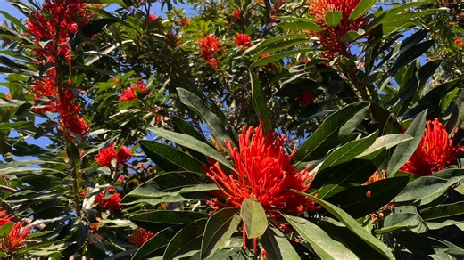 WARATAH WINNERS Queensland has its own Waratahs - and they’re bigger plants than the iconic NSW Waratah. The Queensland Tree Waratah (Alloxylon flammeum), a North Qld native plant, flowers in Spring. Birds love it. The Dorrigo Waratah (A. pinnatum, Photo by Heather Knowles) is a rare rainforest tree from Southern Qld-northern NSW. They belong to the same plant family, Protaceae, as the NSW Waratah and floral emblem (Telopea speciossima) but they’re not directly related. The indigenous name, Wara