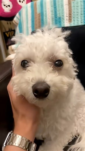 DOGS In R6?! #rainbowsix #siegex #rainbowsixsiegeclip #fps