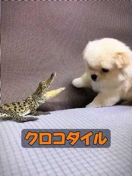 Do cold-blooded animals have emotions? #animals #animalproduction #nature