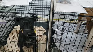 1.8K views · 54 reactions | Here we go! The Petco Love Mega Pet Adoption event is underway and pets are already being adopted. As pets are adopted, new ones will be brought to fill those kennels so a great selection of pets will be available all day long. Stop by the Avenues Mall (near Forever 21) now until 6 p.m. to be a lifesaving hero. Thanks to BOBS from SKECHERS for making this event possible. | Animal Care & Protective Services | Facebook