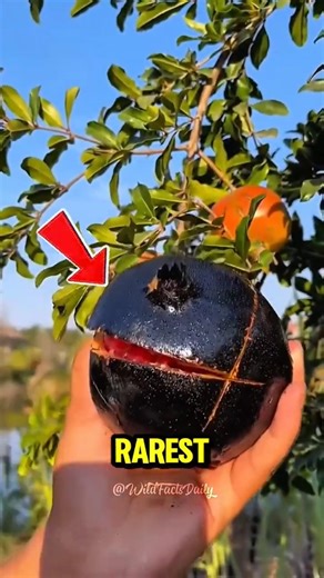 Top 5 Rarest Fruits in the World You’ve Never Seen! 🍈😱