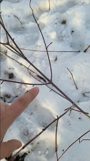 How to Identify Maple Trees for Tapping.