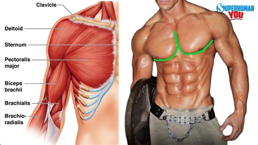 Train a killer outer chest workout for perfect chest shape