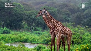 Towering through the storm: How giraffes face the elements
