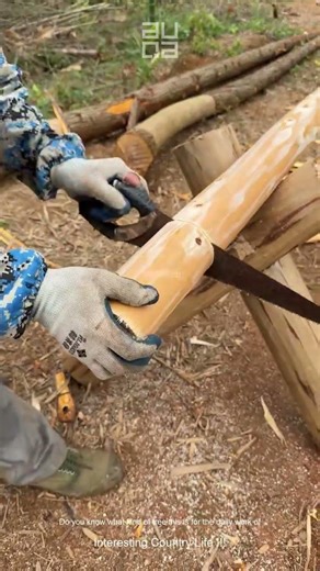 Do you know what kind of tree this is for the daily work of loggers#c7134