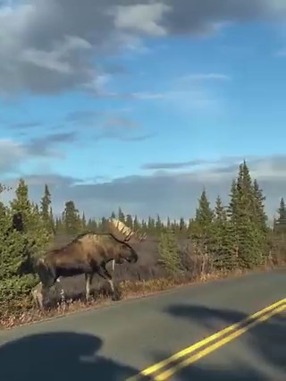 This is Alaska’s bull moose. The largest land mammal in North America! His shoulder height: up to 7+ ft tall with a weight: 1,200–1,600 lbs. Said to be able to run over 20 mph. And if you get in their way, they don't like it much! So don’t underestimate these giants. Give them space! 😬