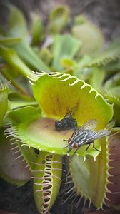 Venus flytrap catch in slow motion #venusflytrap #reels #animals #wildlife #nature @followers @topfans Leo Messi | Animal Time