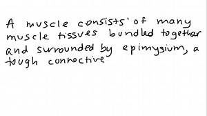 The combining form meaning muscle is . | Numerade