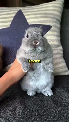 Rabbit: The CUTEST Pet With a BIG Personality 🐰✨#Rabbit#CutePets#PetFacts#AnimalSphere#AnimalShorts