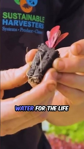 Revealing: How Peat Moss Transforms Hydroponics