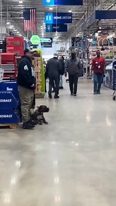 26 reactions | A reliable Down command does more than settle your dog...