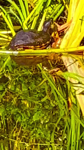 What is that? Look like Turtle 🐢 so lovely #reelsfbシ#turtle #reelvideo | Florida Beach Cambo