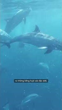 Tại sao Cá Heo biết cười? Khám phá bí mật về nụ cười của Cá Heo #caheo #animals