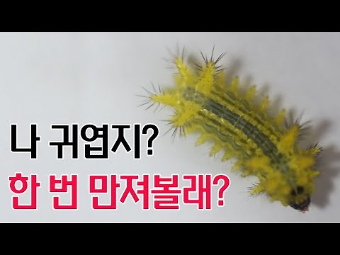 먹파리와 쐐기벌레 예방법 대처방법