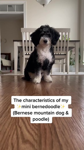 Mini Bernedoodle Characteristics: Mountain Dog & Poodle Mix