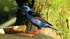 红脚旋蜜雀 Cyanerpes cyaneus （yt@oswaldotanager