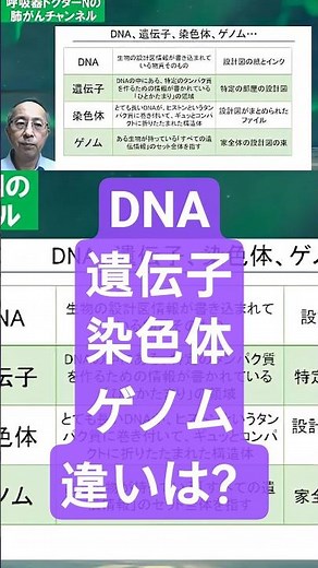 DNA、遺伝子、染色体、ゲノムの違い #DNA #遺伝子 #ゲノム #染色体 #呼吸器ドクターn