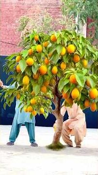 Jadui Mongo 🥭🤯 part 1 #zerotv #shorts #youtubeshorts #comedy #shortvideos