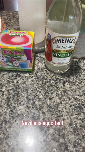 Dyeing Easter Eggs with Neville & Georgie | Easter Beagle Fun!